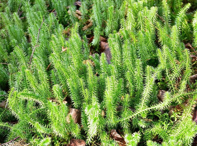 Interrupted club-moss (Lycopodium annotinum)