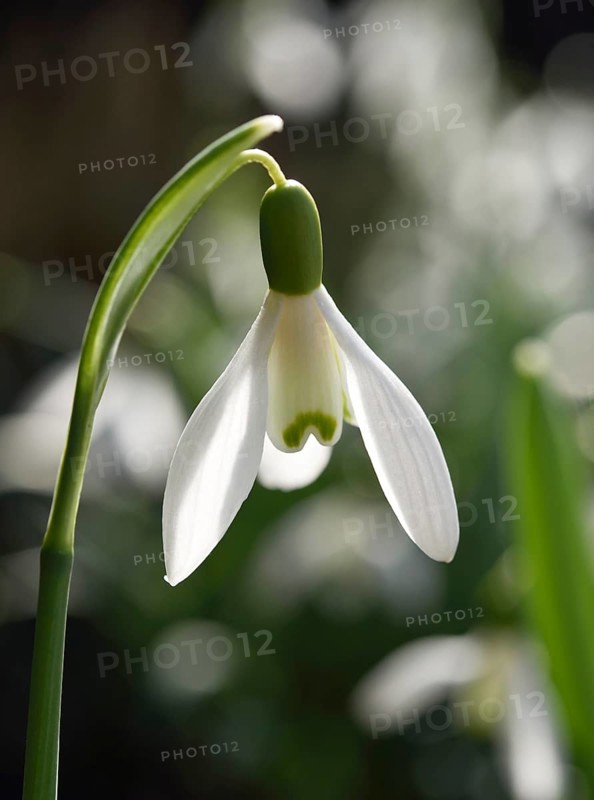 Snowdrop (Galanthus nivalis)