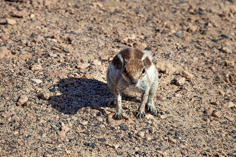 Barbary ground squirrel (Atlantoxerus getulus)
