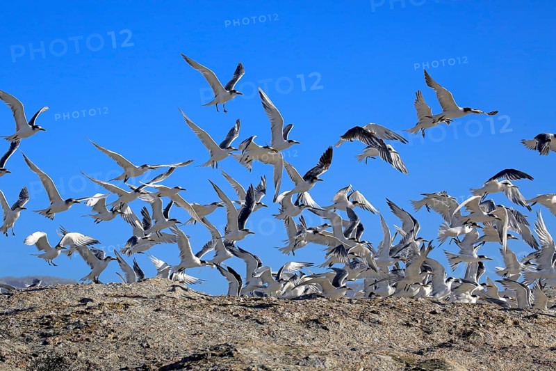 Greater Crested Terns (Thalasseus bergii)