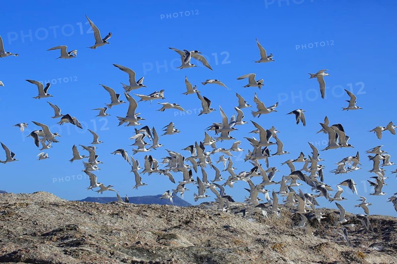 Greater Crested Terns (Thalasseus bergii)