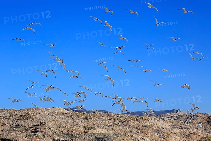 Greater Crested Terns (Thalasseus bergii)