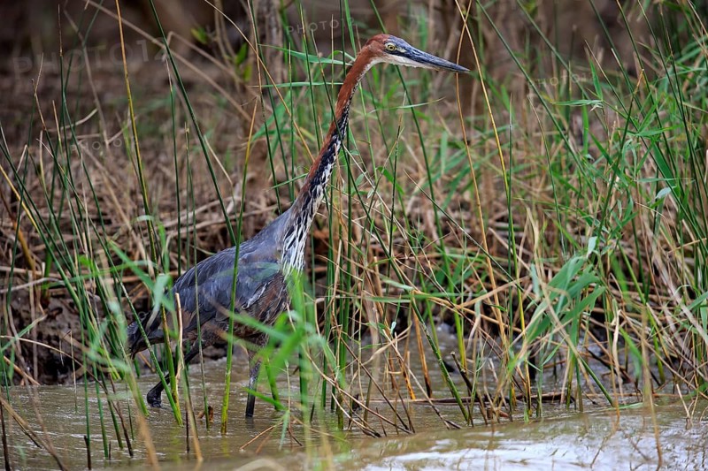 Goliath Heron (Ardea goliath)