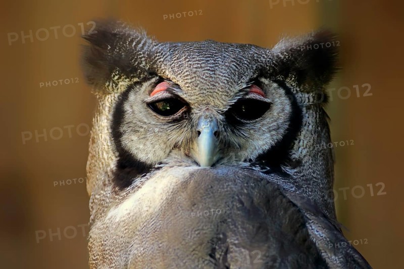 Verreaux's Eagle-Owl (Bubo lacteus)