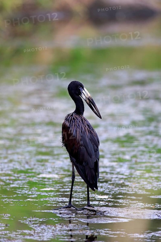 African Openbill (Anastomus lamelligerus)