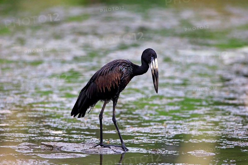 African Openbill (Anastomus lamelligerus)
