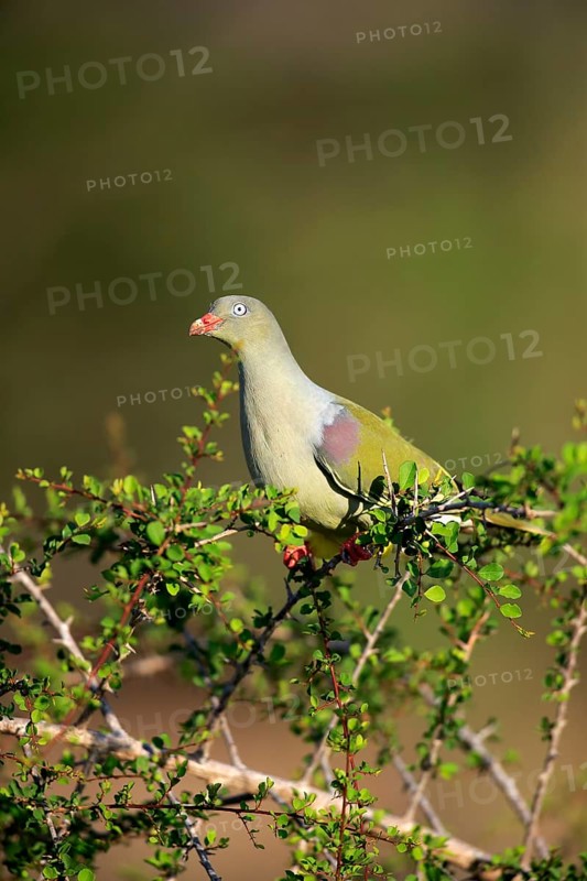 African green pigeon(Treron calvus)