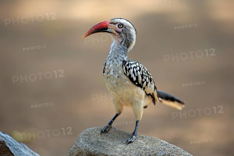 Northern Red-billed Hornbill (Tockus erythrorhynchus)