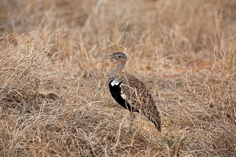 Black-bellied Bustard (Lissotis melanogaster)