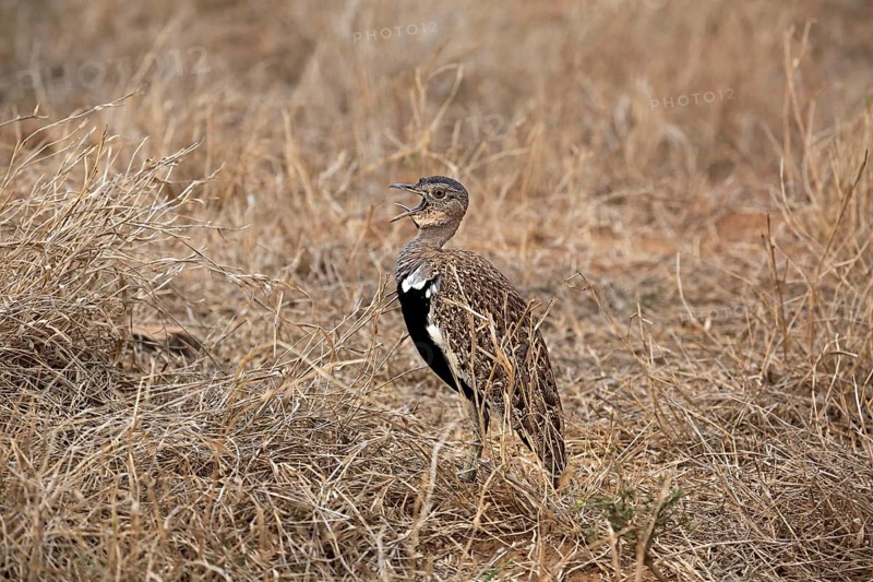 Black-bellied Bustard (Lissotis melanogaster)