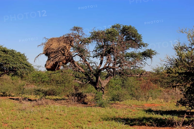 Sociable weaver (Philetairus socius) nest in a tree