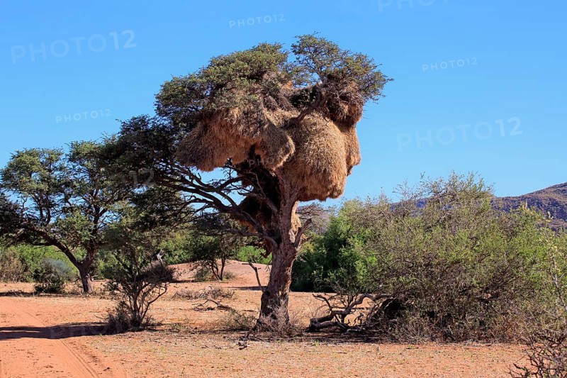 Sociable weaver (Philetairus socius) nest in a tree
