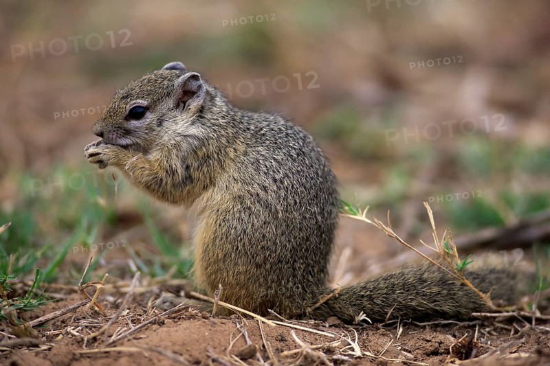 Smith's Bush Squirrel (Paraxerus cepapi)