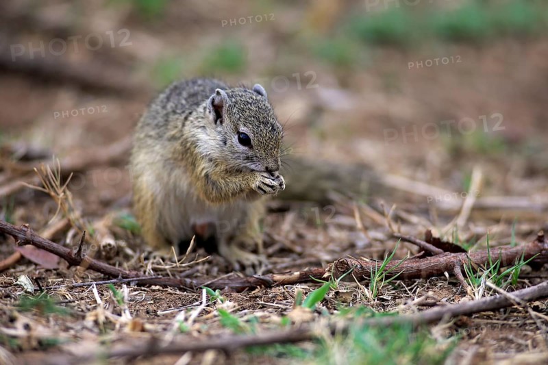 Smith's Bush Squirrel (Paraxerus cepapi)