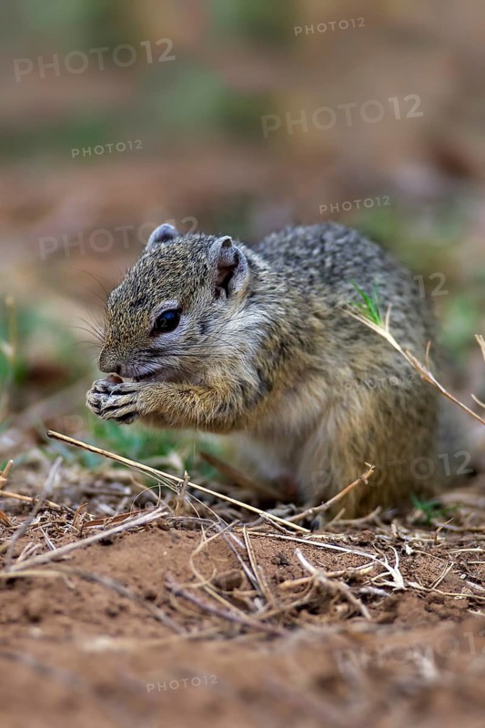Smith's Bush Squirrel (Paraxerus cepapi)