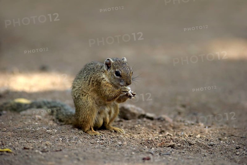 Smith's Bush Squirrel (Paraxerus cepapi)