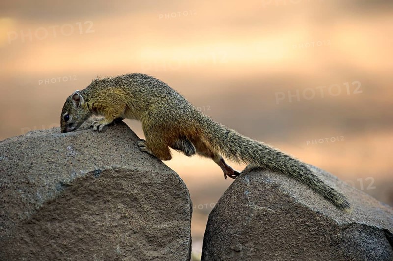 Smith's Bush Squirrel (Paraxerus cepapi)
