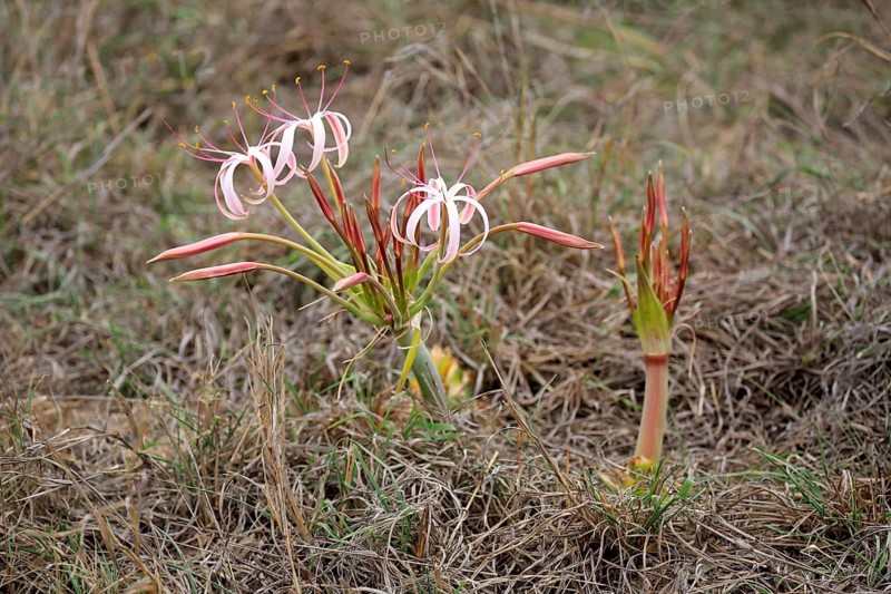 Flowering South African Crinum Lily (Crinum buphanoides)