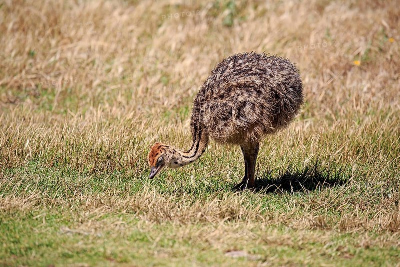 South African Ostrich (Struthio camelus australis)