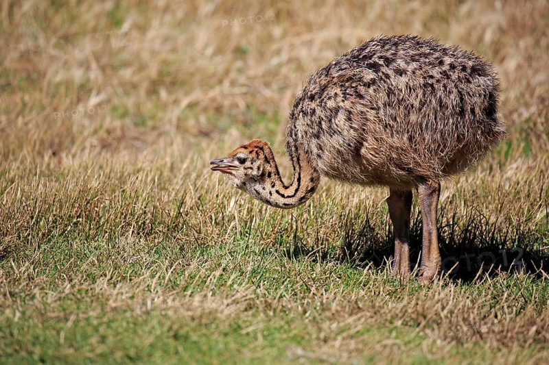 South African Ostrich (Struthio camelus australis)
