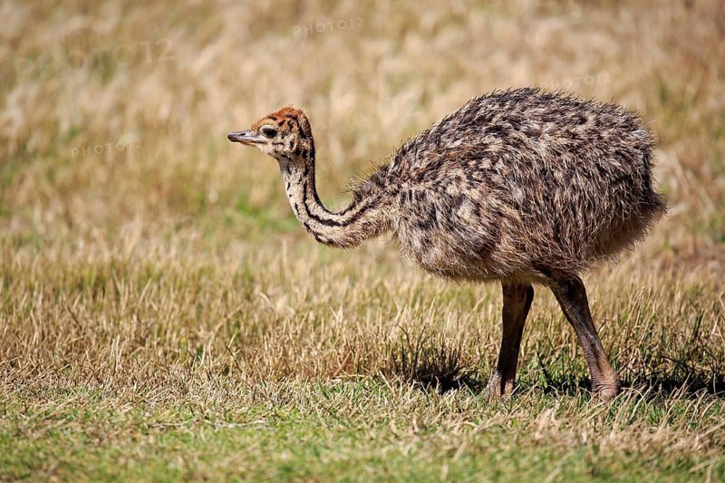 South African Ostrich (Struthio camelus australis)