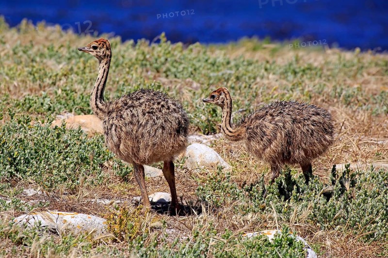 South African Ostrich (Struthio camelus australis)