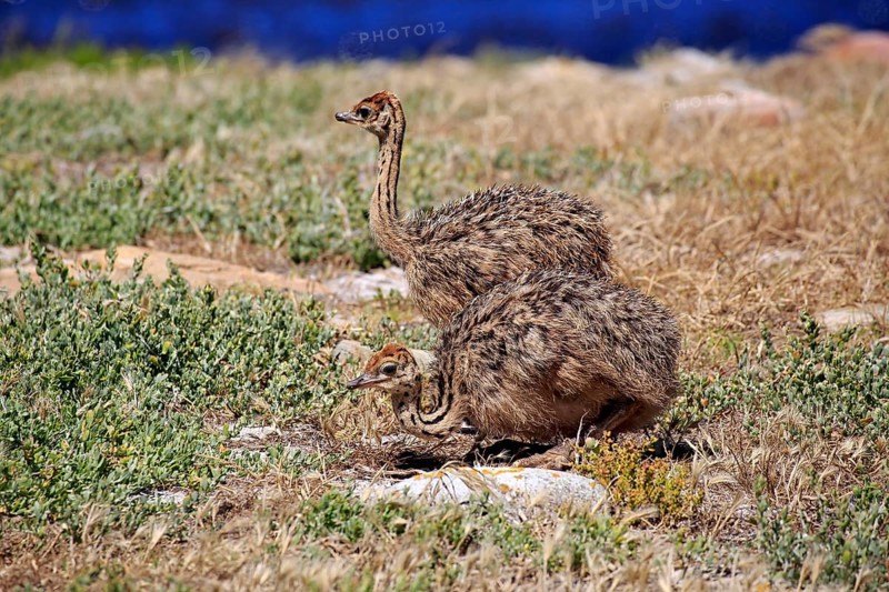 South African Ostrich (Struthio camelus australis)