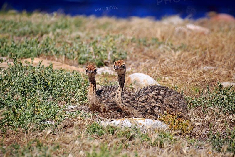 South African Ostrich (Struthio camelus australis)
