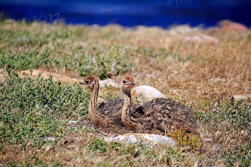 South African Ostrich (Struthio camelus australis)