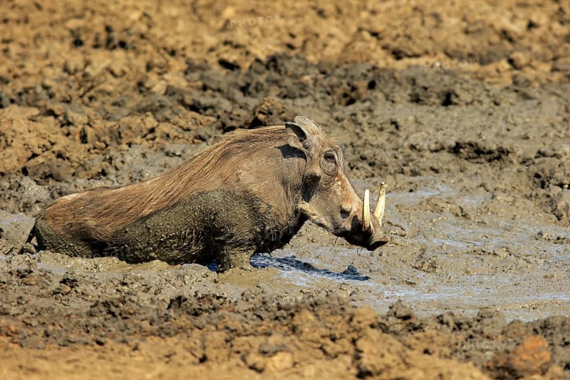 Warthog (Phacochoerus aethiopicus)