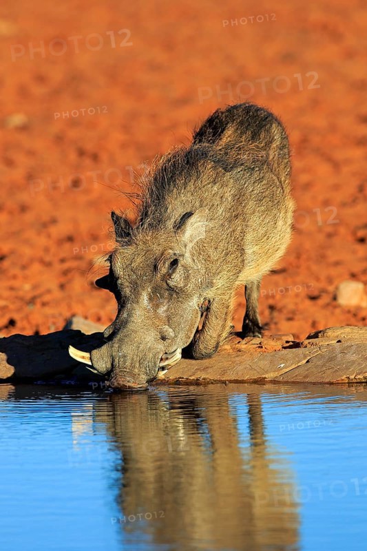Warthog (Phacochoerus aethiopicus)
