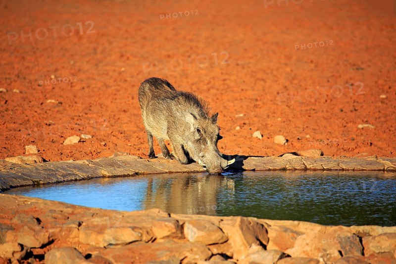 Warthog (Phacochoerus aethiopicus)