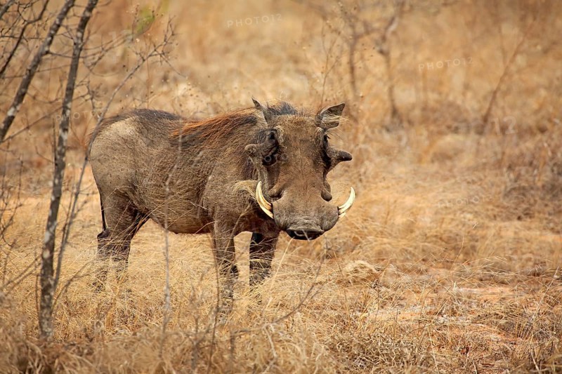 Warthog (Phacochoerus aethiopicus)