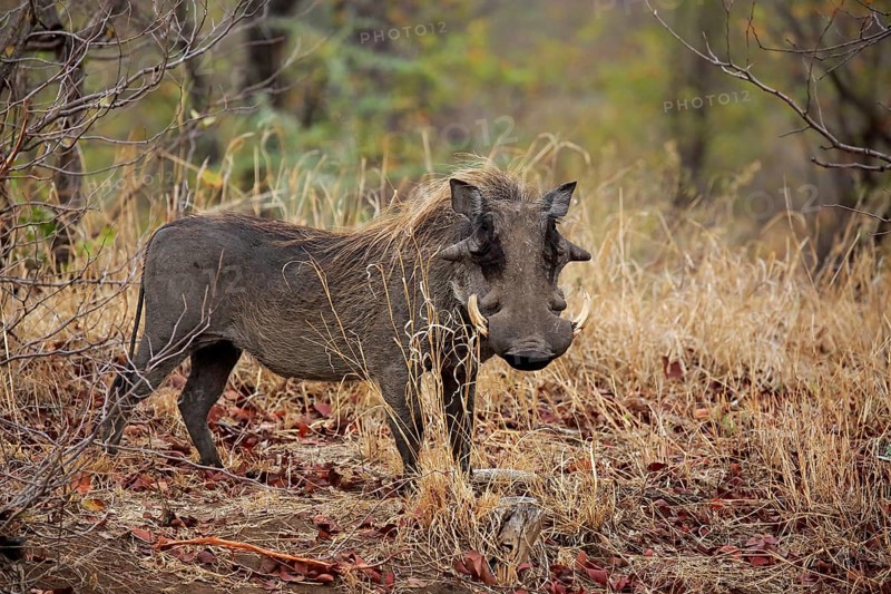 Warthog (Phacochoerus aethiopicus)