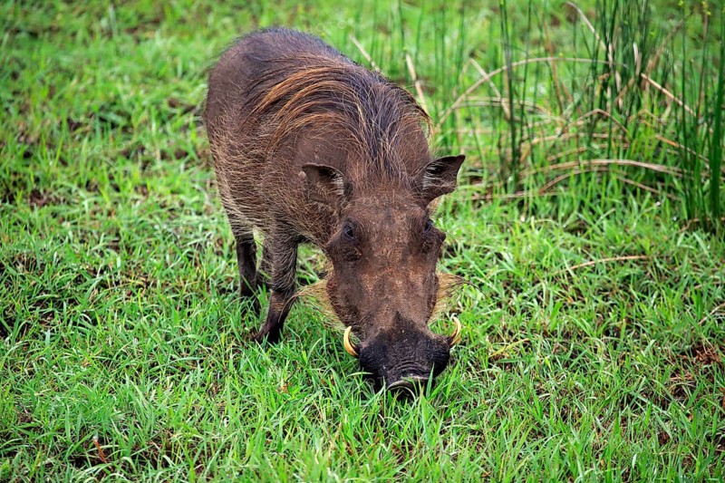 Warthog (Phacochoerus aethiopicus)