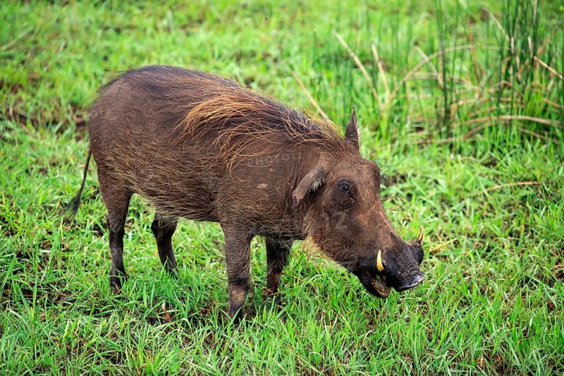 Warthog (Phacochoerus aethiopicus)
