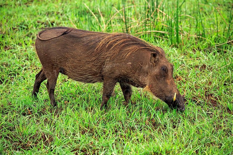 Warthog (Phacochoerus aethiopicus)