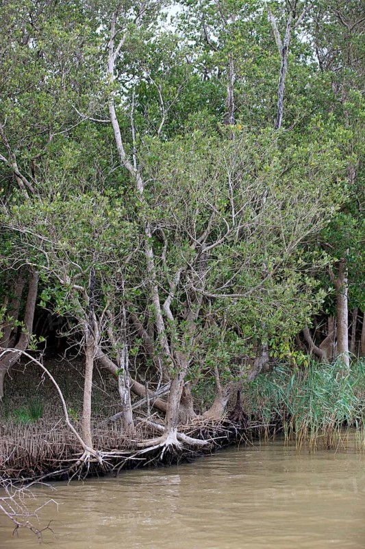 White Mangrove (Laguncularia racemosa)