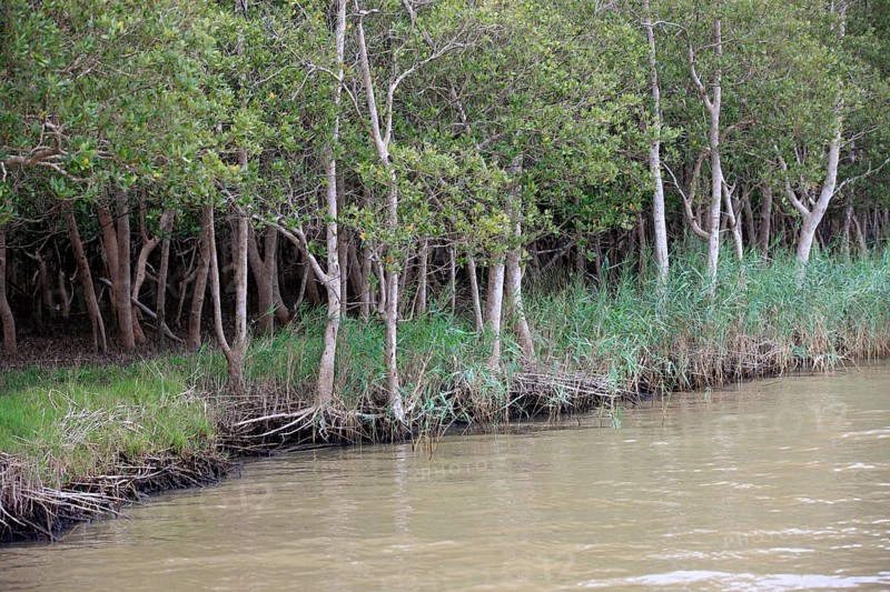 White Mangrove (Laguncularia racemosa)