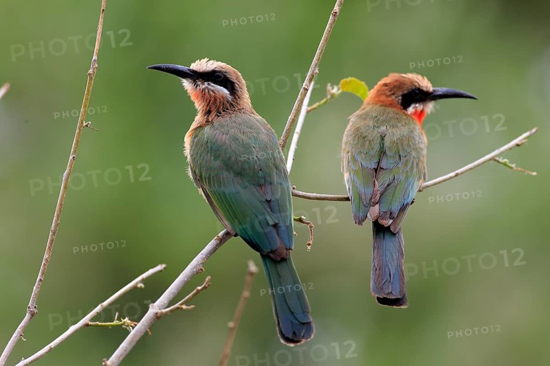 White-fronted Bee-eaters (Merops bullockoides)