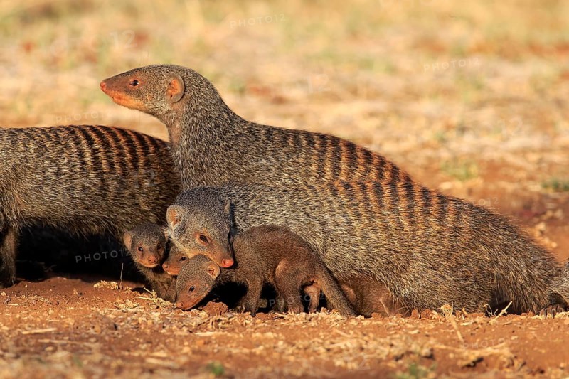Banded Mongooses (Mungos mungo)
