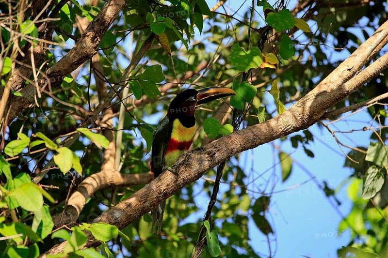 Chestnut-eared aracari (Pteroglossus castanotis)