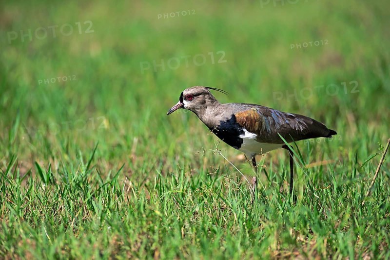 Southern lapwing (Vanellus chilensis)