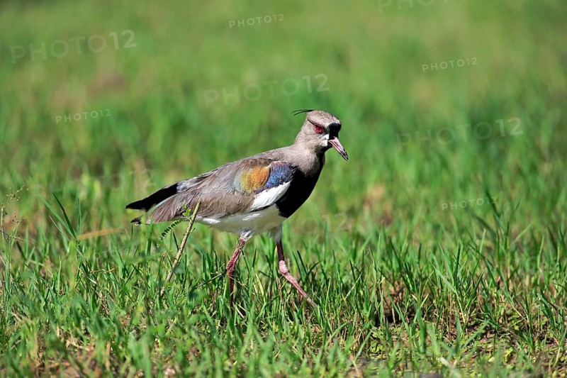 Southern lapwing (Vanellus chilensis)