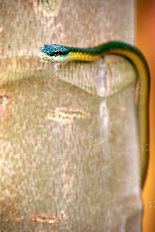 Lora or parrot snake (Leptophis ahaetulla)