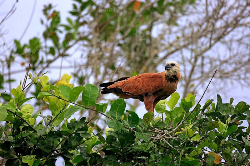 Black-collared hawk (Busarellus nigricollis)