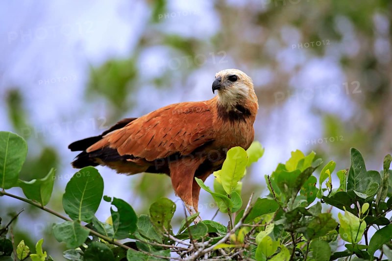 Black-collared hawk (Busarellus nigricollis)