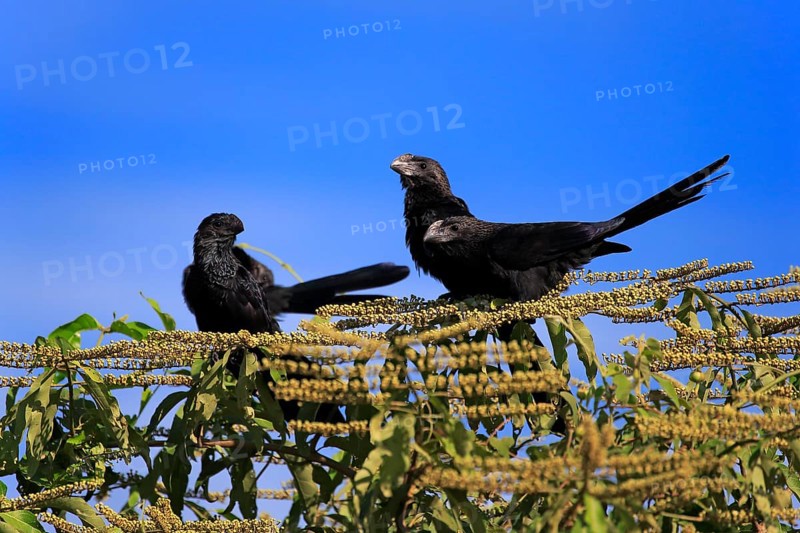 Smooth-billed anis (Crotophaga ani)
