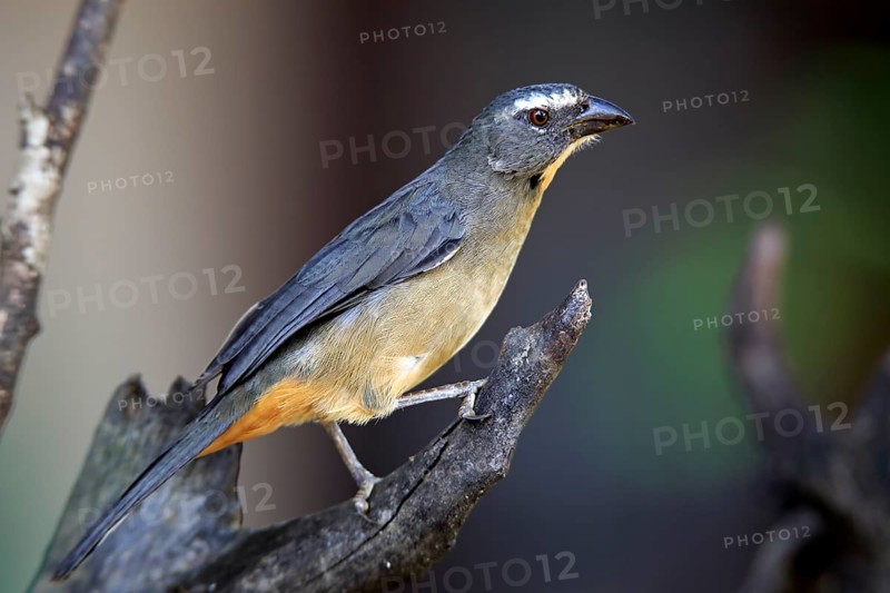 Greyish saltator (Saltator coerulescens) on a tree