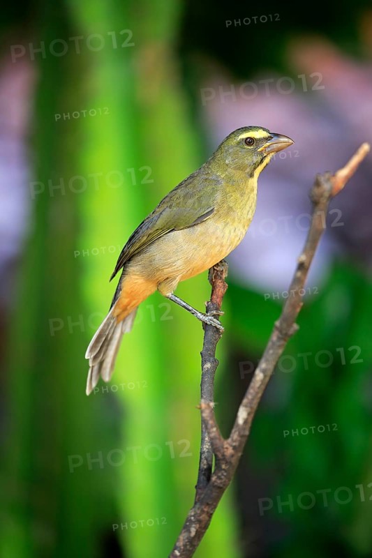 Greyish saltator (Saltator coerulescens) on a tree